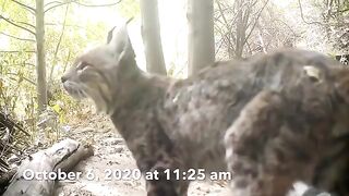 Bobcat Kills Rattlesnake While Fighting