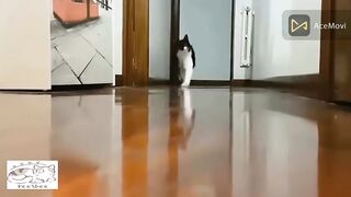 Cute Funny Scary Cats Video Compilation Part 1