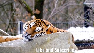 Amazing view of animals 02