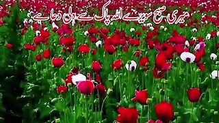 islamic video
