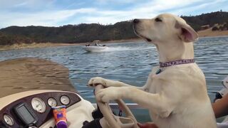 The Funniest Dogs Reactions Caught On Camera