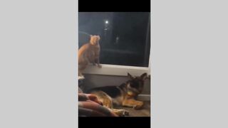 Super Funny Cat & Dog Tiktok Video