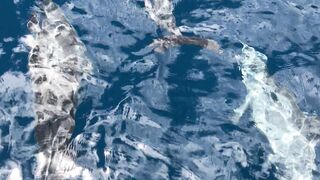 Dolphins swimming
