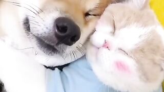A dog is a cat's best friend?