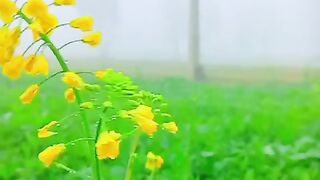 Beauty of village