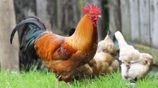 Chicken enjoy village weather