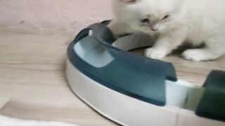 Cat Voice | Cat Sound to attract Cats | Persian Cat Meowing videos | Cat Meow Meow | Animal Voice
