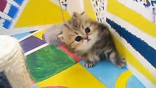 Cute Persian kittens|funny cats video|cats voice