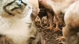 Cat and Hen