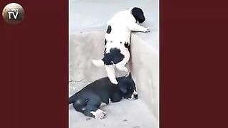 Baby Dogs - Cute and Funny Dog Videos Compilation #20 | Aww Animals