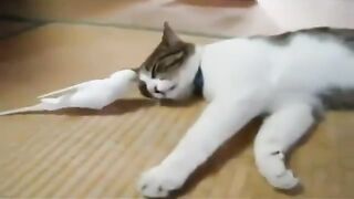 Funny Videos - Fail Video Clips Compilation 2023