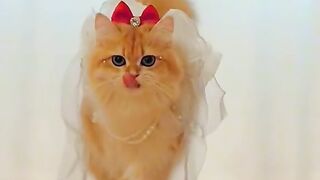 Lvly cat