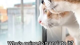 Who going to translate it