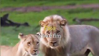 Motivaçaodiaria