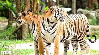 Beautiful view of animals 06