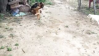 Cat fight dog