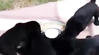 Funny Puppies Videos Compilation 2023