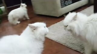 Cute cat Two nine lorries are doing