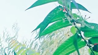 Morning of flowers and relaxing music