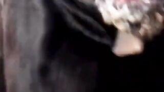 Dog video