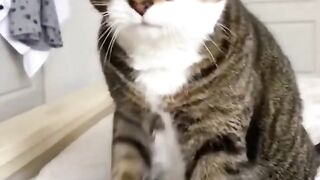 Baby Cats - Cute and Funny Cat Videos Compilation #61 | Aww Animals