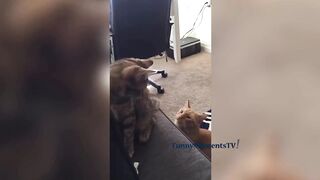 Funny Cats P2 - Funny Moments Compilation of 2023