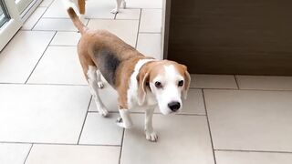DOGS vs GHOSTFACE Scream PRANK : Funny Beagle Dog Reactions