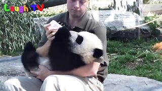 Cute Funniest Panda Videos Compilation 2023 __ NEW HD.