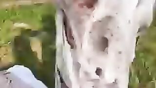 Comedy video