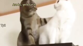 Cats love