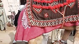 Camel name Rawal Yar I'm movie camel