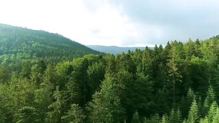 Amazon Rainforest In 4K - Animals That Call The Jungle Home