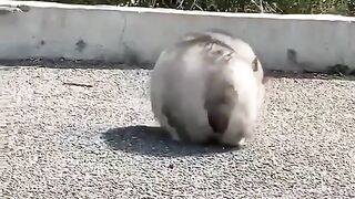 Dogs video
