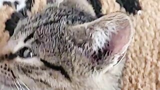Lovely cats