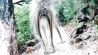 Amazing creature