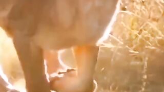 Animals lovers |line love #short #animals #love #world