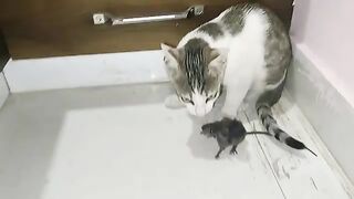 CAT VS MOUSE SEASON 2 | CAT EATS MOUSE ALIVE | RAT EATEN BY CAT