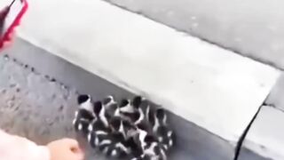 Duck attack ????????????????????????