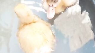 Duckling.. the babies of the ducks .. in the water