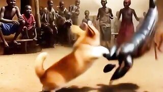 Scorpion dog video