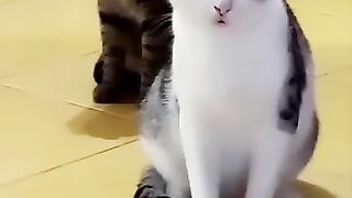 Cute ???? cats