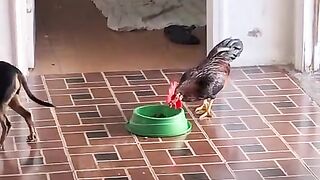 seekor ayam yang mengganggu anjing