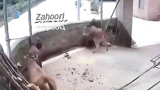 Beware of sacrificial animals