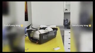 Cats and dogs compilation