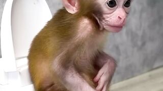 Sad_monkey_sitting