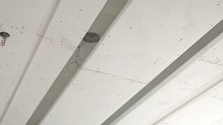 Fall ceiling gypsum board