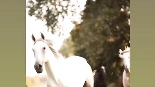 Beautifull horses ????
