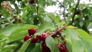Fruit ????????????