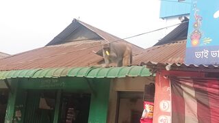 Monkey monster