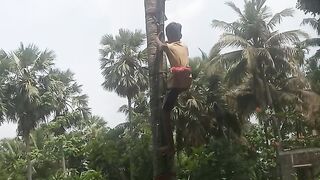 Home Vlogs Tree On Land